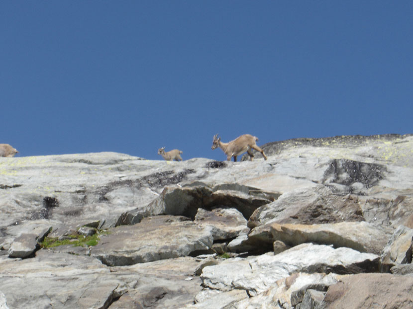 randonnes maurienne refuge fond aussois dent parrache